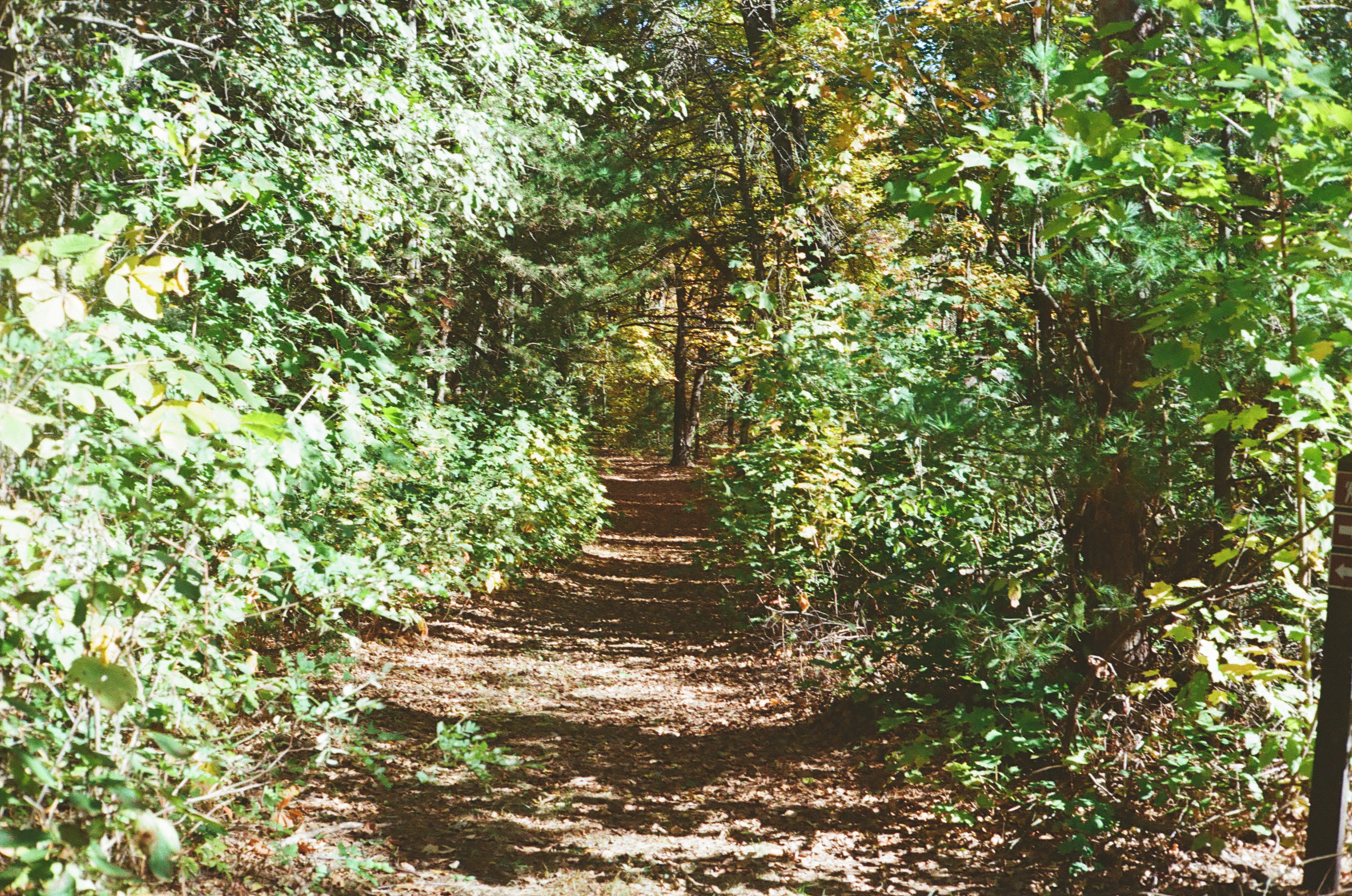Merrick State Park, Fountain City WI - Trail Broadleaves